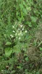 Daucus carota