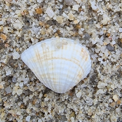 Anomalodiscus squamosus