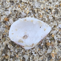 Anomalodiscus squamosus