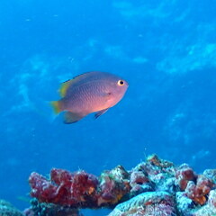 Pomacentrus lepidogenys