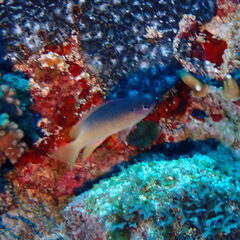 Chrysiptera caesifrons