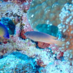 Chrysiptera caesifrons