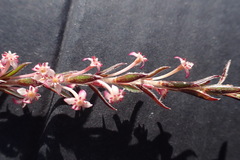 Struthiola ericoides