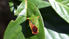 Acanthosoma labiduroides