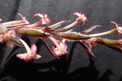 Struthiola ericoides