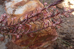 Struthiola ericoides
