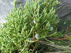 Juniperus sabina