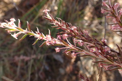 Struthiola ericoides