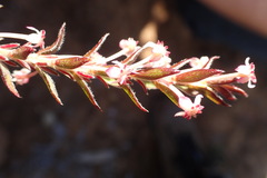 Struthiola ericoides