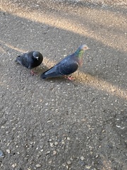 Columba livia domestica