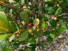 Ficus deltoidea