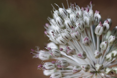 Allium sardoum