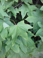 Acer pictum