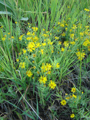 Heterotheca hirsutissima