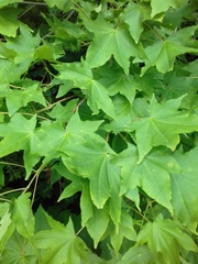 Acer pictum