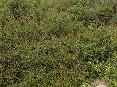 Vaccinium varingiifolium