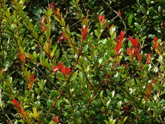 Vaccinium varingiifolium