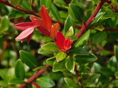 Vaccinium varingiifolium
