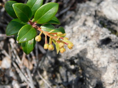 Vaccinium varingiifolium