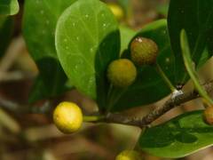 Ficus deltoidea