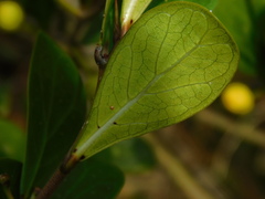 Ficus deltoidea