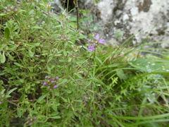 Thymus roseus