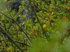 Cinnyris jugularis ornatus