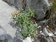 Euphorbia alpina