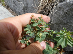 Euphorbia alpina
