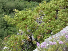 Juniperus sabina