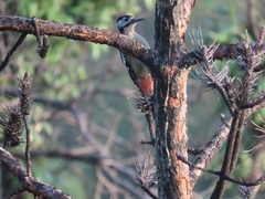 Dendrocopos himalayensis