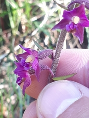 Epipactis atrorubens