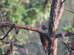 Dendrocopos himalayensis