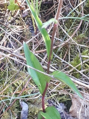 Epipactis atrorubens