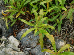 Oleandra neriiformis