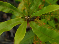 Oleandra neriiformis