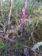 Epipactis atrorubens