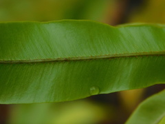 Oleandra neriiformis