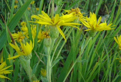 Heterotheca hirsutissima