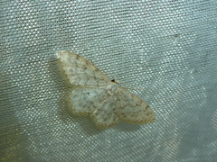 Idaea typicata