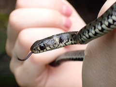 Natrix helvetica sicula