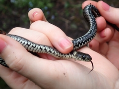 Natrix helvetica sicula