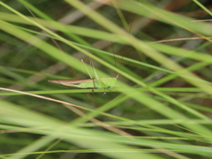 Conocephalus conocephalus