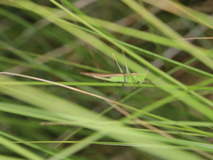 Conocephalus conocephalus