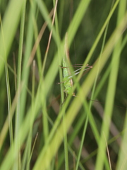 Conocephalus conocephalus