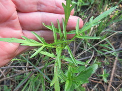 Bidens maximowicziana
