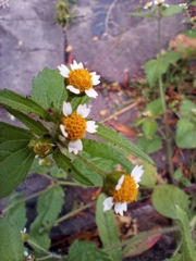 Galinsoga quadriradiata