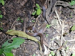 Atractus trilineatus