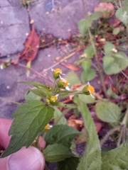 Galinsoga quadriradiata