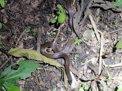 Atractus trilineatus